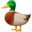 duck